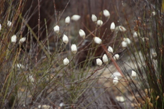 Edmondia