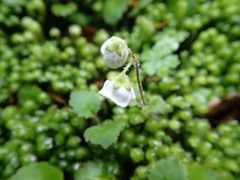Jovellana repens