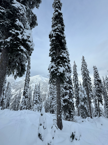 Abies lasiocarpa