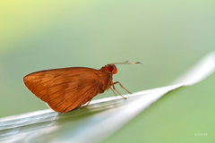 Erionota torus