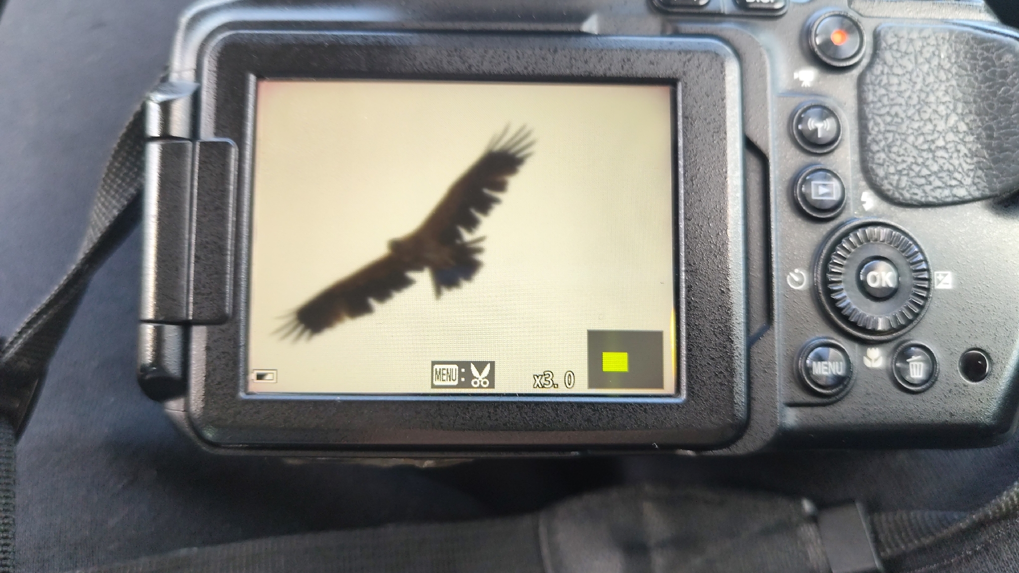 Spanish Imperial Eagle (Aquila adalberti), photo 3