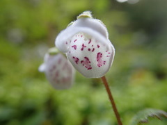Jovellana repens