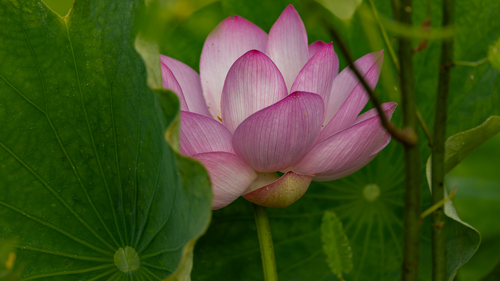 Nelumbo nucifera
