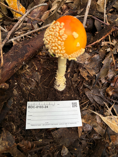 Amanita muscaria, 2026-01-10