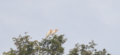 Bubulcus ibis