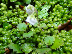 Jovellana repens