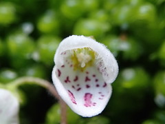 Jovellana repens