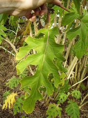 Montanoa bipinnatifida