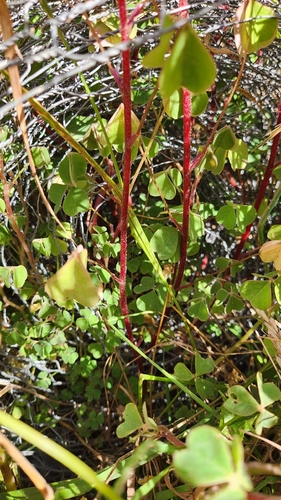 Oxalis tuberosa, photograph 4