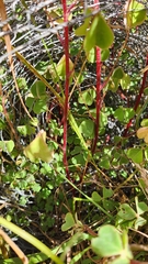 Oxalis tuberosa, photograph author not stated, no rights reserved