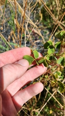 Oxalis tuberosa, photograph author not stated, no rights reserved