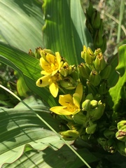 Hypoxis colchicifolia