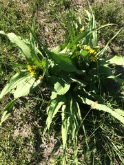 Hypoxis colchicifolia