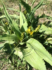 Hypoxis colchicifolia
