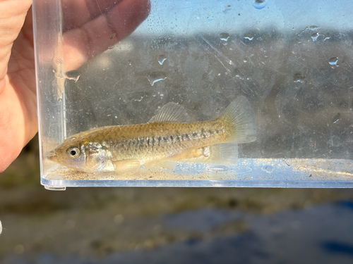 California killifish (Fundulus parvipinnis) — Fundulidae