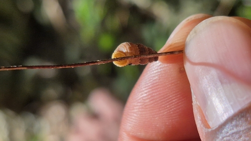 Diplopoma crenulatum