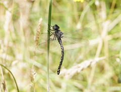 Austroaeschna parvistigma