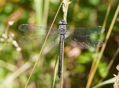 Austroaeschna parvistigma