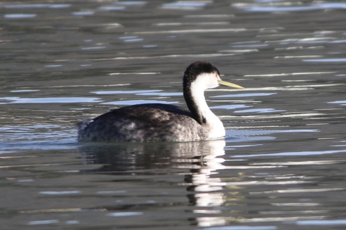 Clark's Grebe (Aechmophorus clarkii), photo 3
