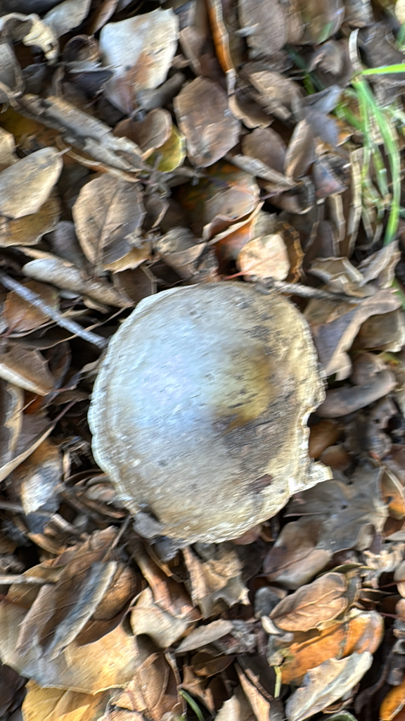 Amanita phalloides · January 2026 · photo: © natureenthusiast_elle (iNaturalist, cc-by-nc)