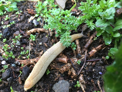 Testacella haliotidea