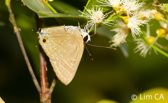 Deudorix epijarbas cinnabarus