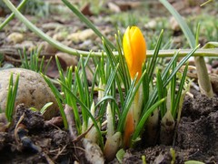 Crocus ancyrensis