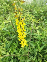 Crotalaria trichotoma