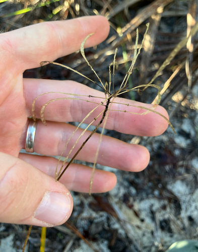 Carter's mustard (Warea carteri)