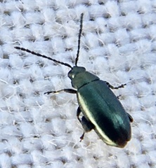 Phyllotreta nigripes