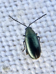 Phyllotreta nigripes