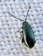 Phyllotreta nigripes