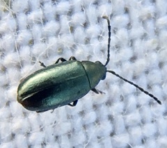 Phyllotreta nigripes
