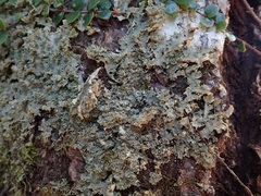 Pseudocyphellaria multifida