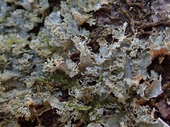 Pseudocyphellaria multifida