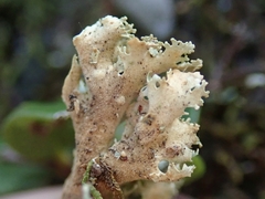Pseudocyphellaria multifida
