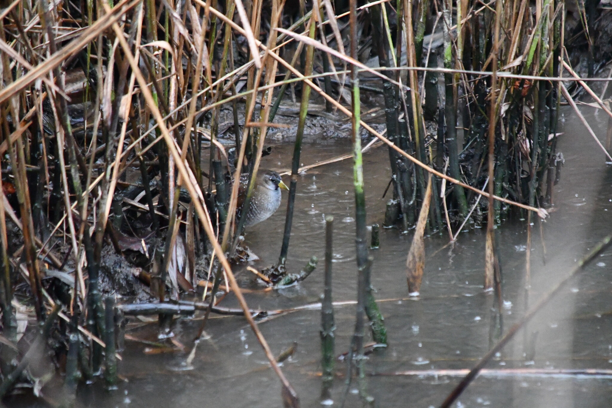 Sora (Porzana carolina), photo 2