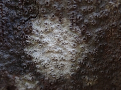 Thelotrema
