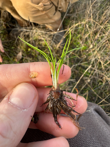 Nuttall's quillwort (Isoetes nuttallii)