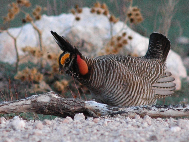 Lesser Prairie Chicken