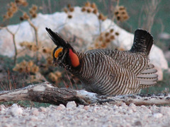 Lesser Prairie Chicken photo 1