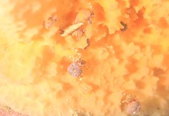 Pagurixus jerviensis