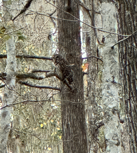 View observation of {o.common_name} on iNaturalist