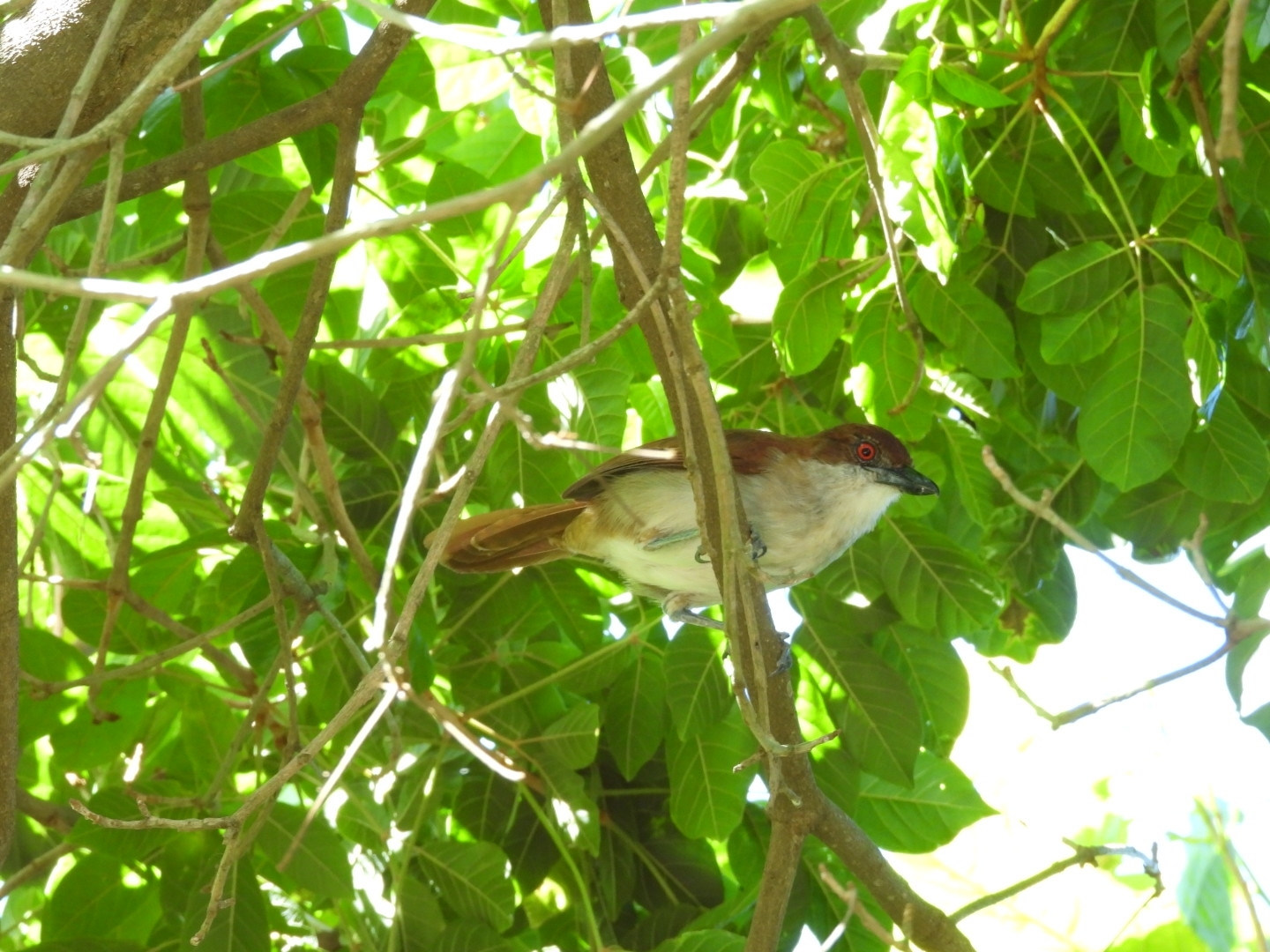 Great Antshrike (Taraba major), photo 2