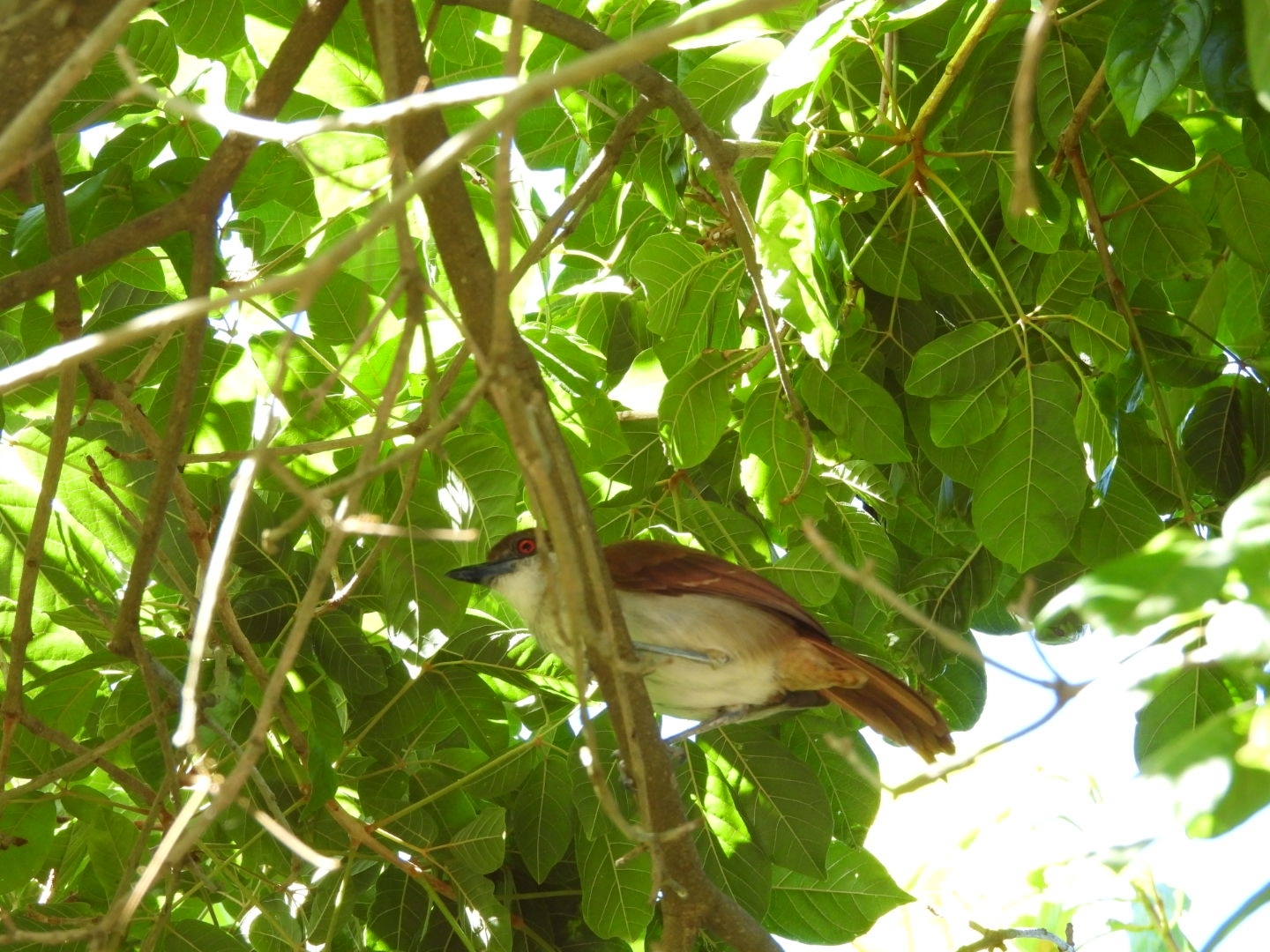 Great Antshrike (Taraba major), photo 3