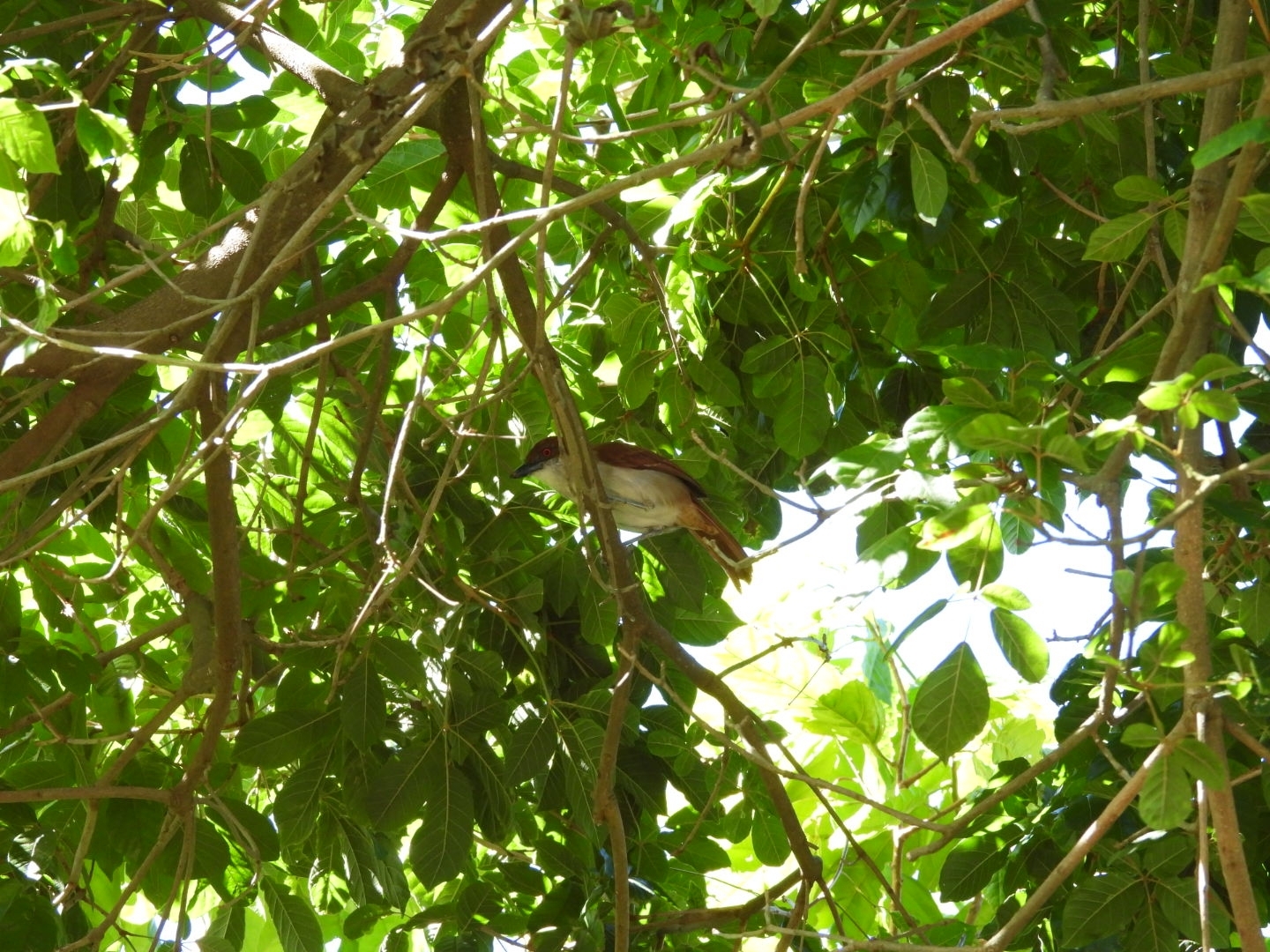 Great Antshrike (Taraba major), photo 4