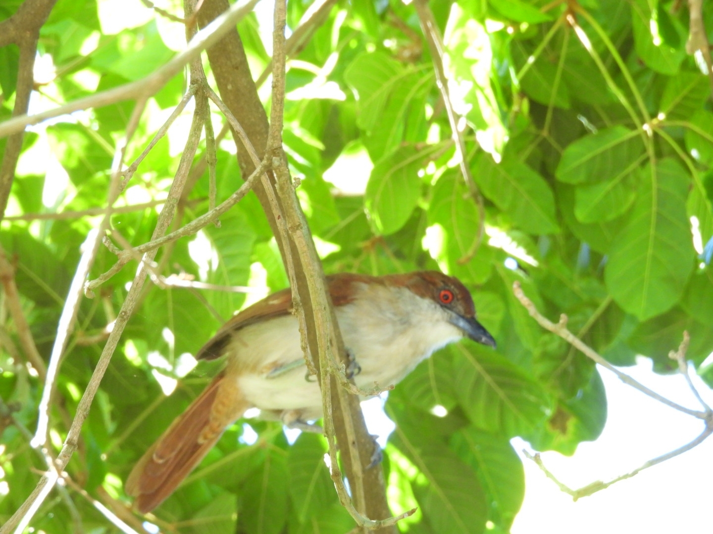Great Antshrike (Taraba major), photo 5