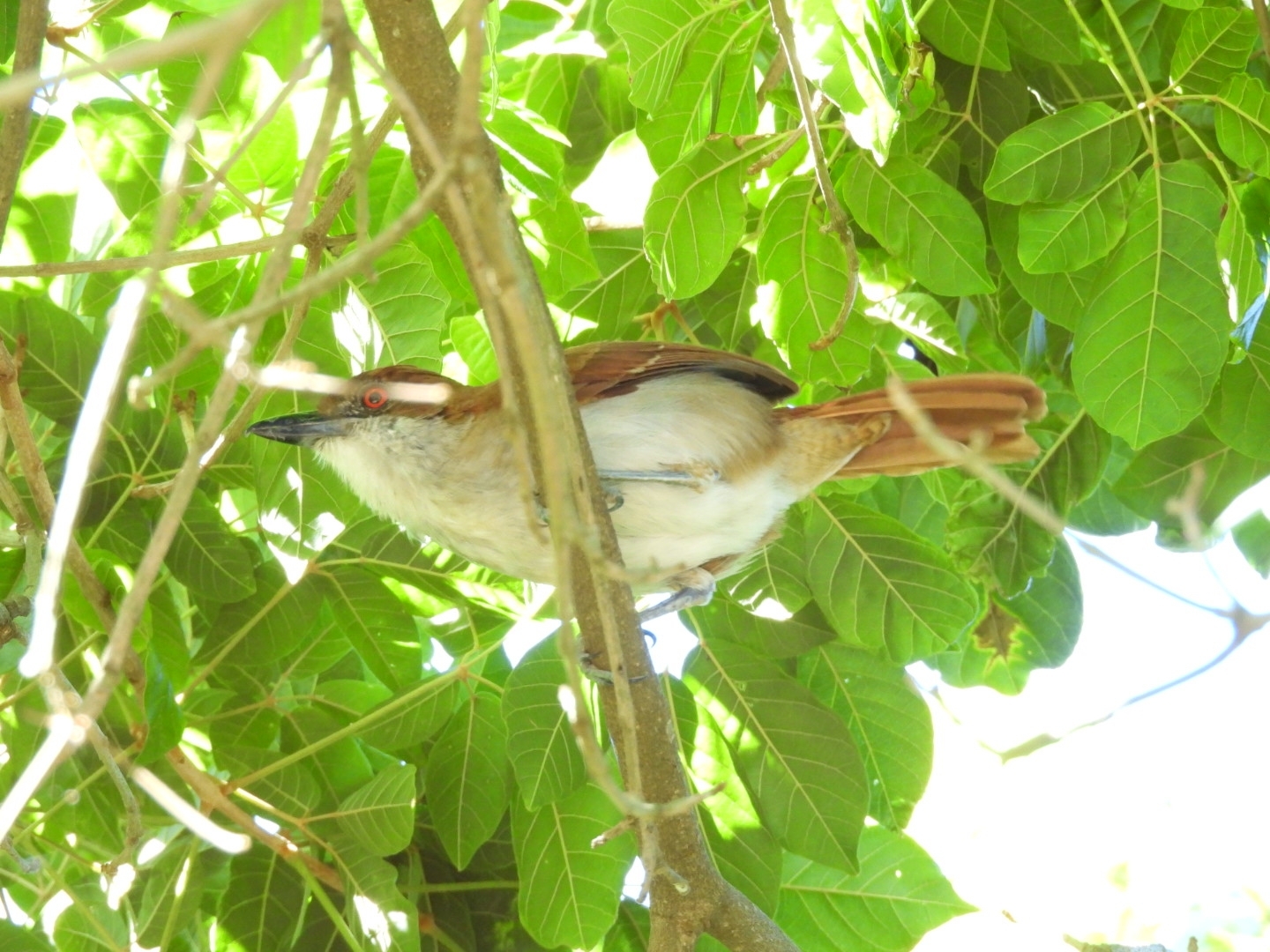Great Antshrike (Taraba major), photo 6