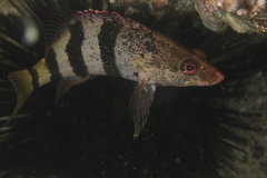 Hypoplectrodes nigroruber