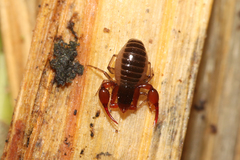 Neobisiidae
